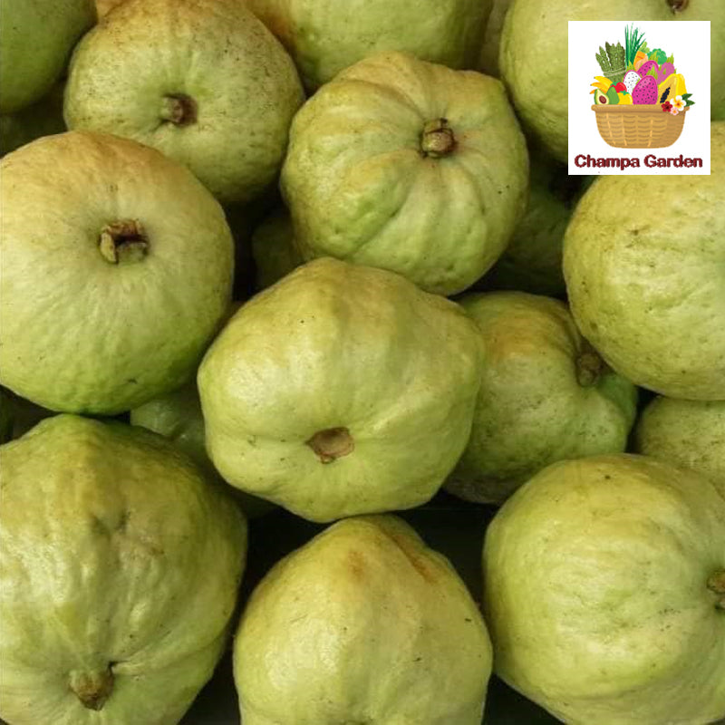 Organic Guava ຕໍ່ຖົງ 500g pack (Barcode 17752599)