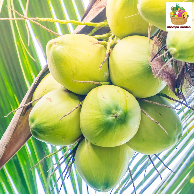 ໝາກພ້າວ Coconut sweet per piece (Barcode 50103162)
