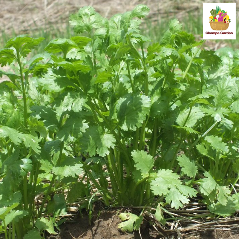ຫອມປ້ອມ Coriander 50g pack (Barcode 50103092)