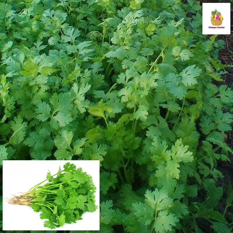 ຫອມປ້ອມ Coriander 50g pack (Barcode 50103092)