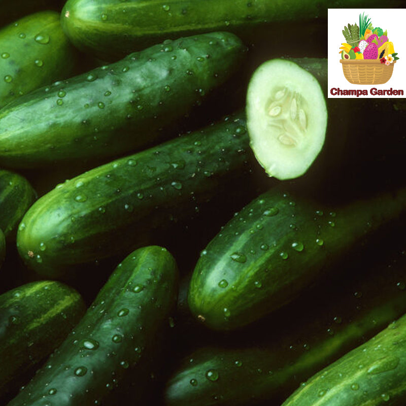 ໝາກແຕງຍີ່ປຸ່ນ Organic Japanese Cucumber per piece (Barcode 50103201)