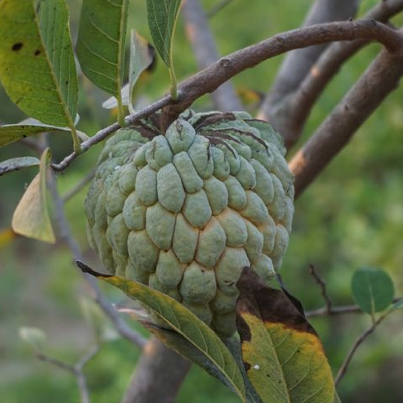 ໝາກຂຽບ Custard Apple per piece (Barcode 20632343)