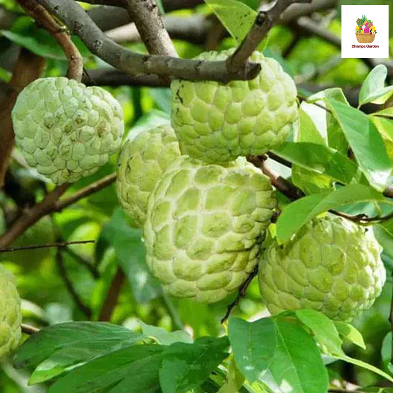 ໝາກຂຽບ Custard Apple per piece (Barcode 20632343)