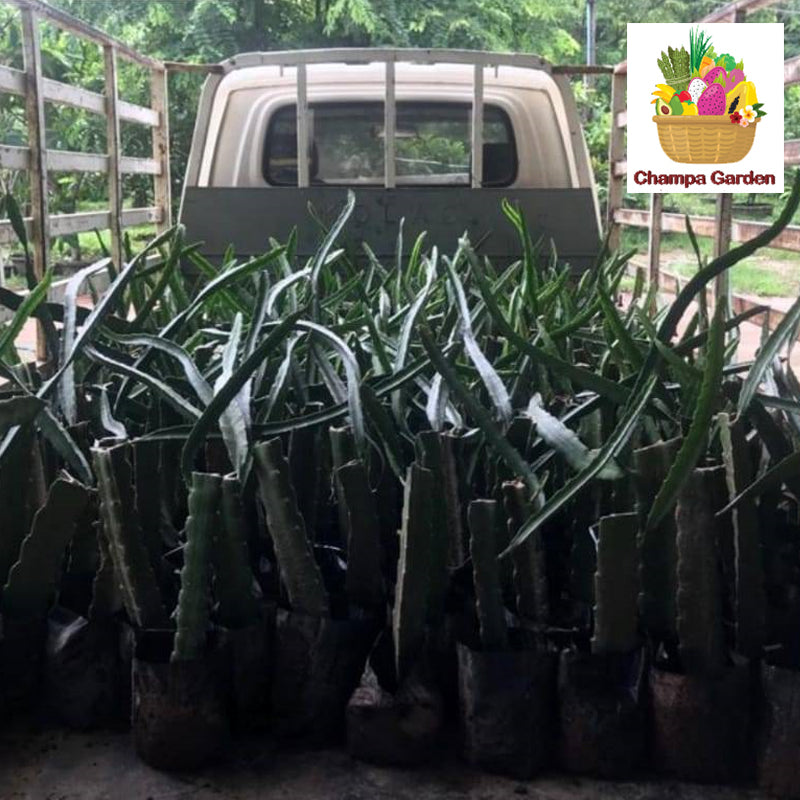 ເບ້ຍໝາກມັງກອນ Organic Dragon Plant (Barcode 64545303)