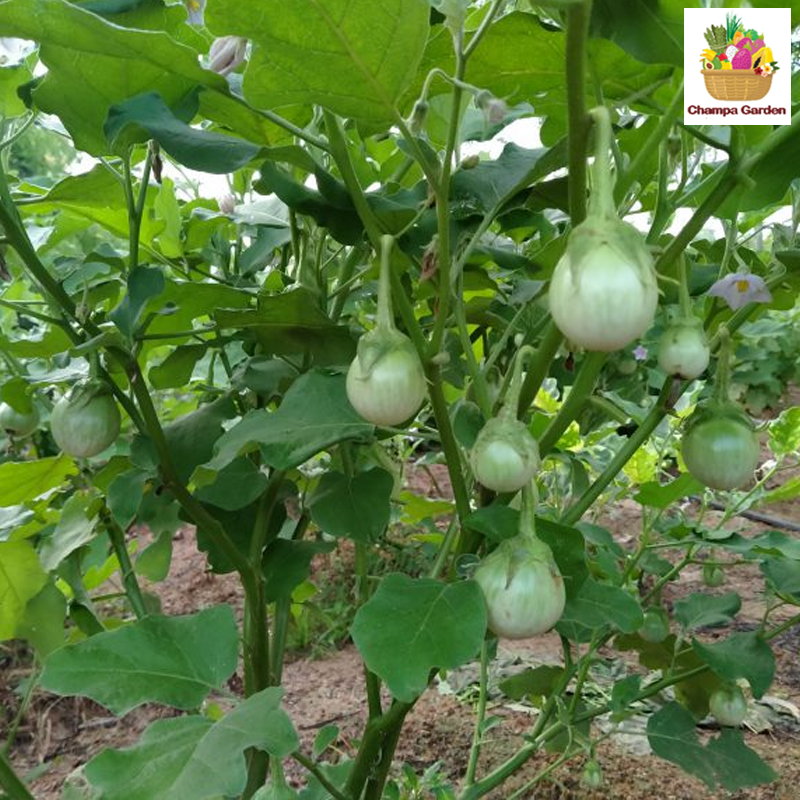 ໝາກເຂືອຫວານ Eggplant Sweet 200g pack ( Barcode 50103130 )