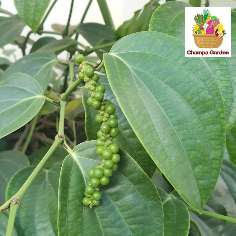ໝາກພິກໄທສົດ Fresh Peppercorn 50g pack ( Barcode 50103207 )