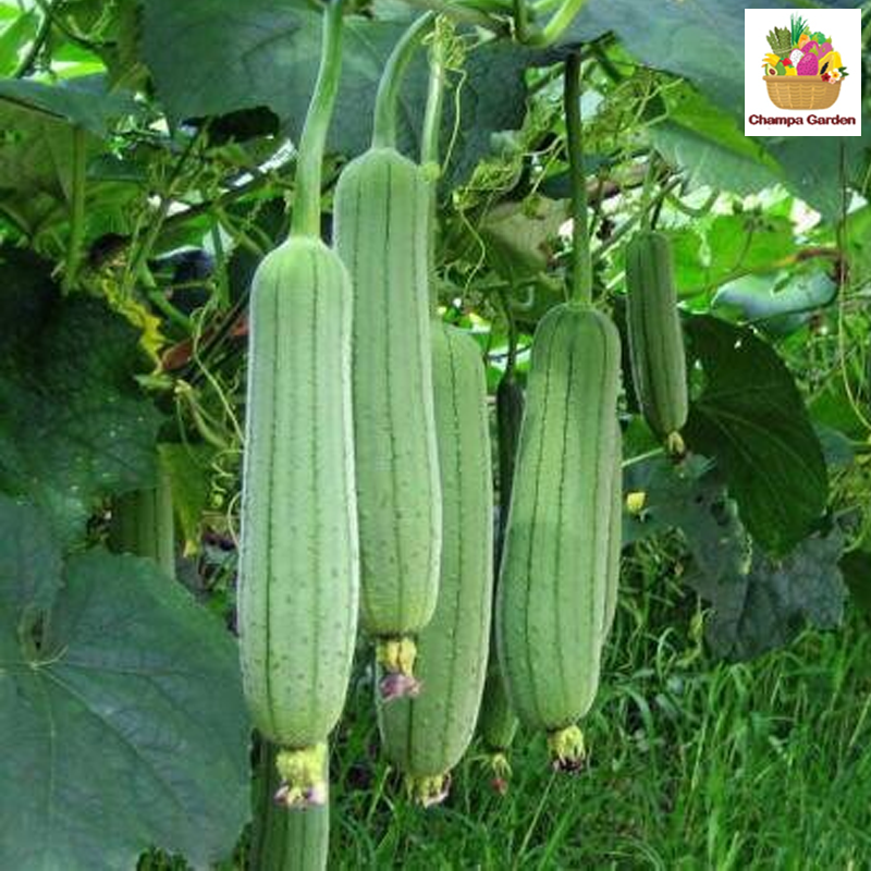 ໝາກບວບ Gourd 200g per pack (Barcode 501030112)