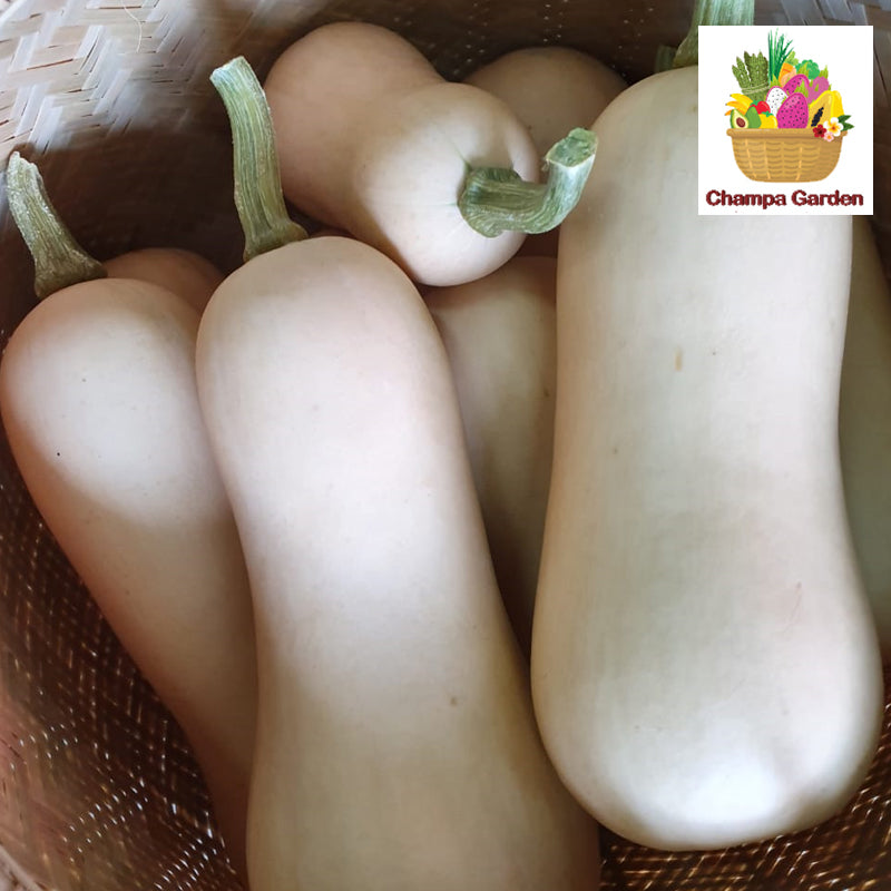 ໝາກອຶ ບັດເຕີ້ນັດ ປອດສານພິດ Organic Pumpkin Butter Nut 1kg (Barcode 50103213)