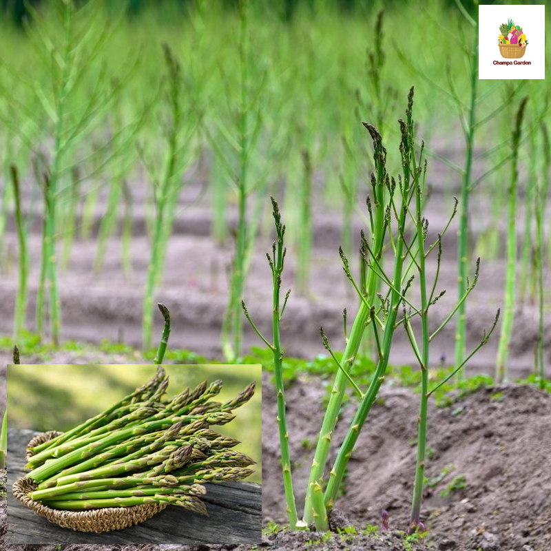 ໜໍ່ໄມ້ຝຮັ່ງ Green Asparagus 200g pack (Barcode 50103084)