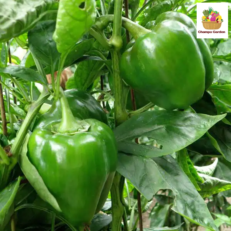 ປາປິກ້າຂຽວ Organic Green Pepper Bell per piece (Barcode 50103202)