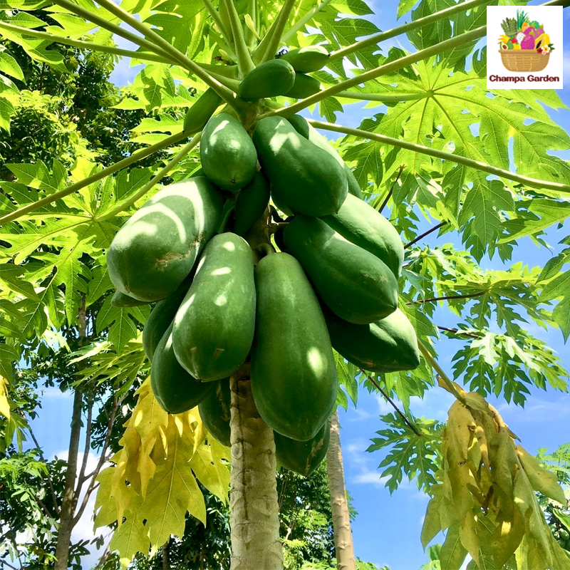 ໝາກຮຸ່ງດິບ ປອດສານພິດ Organic Green Papaya per piece 500g (Barcode 50103193)