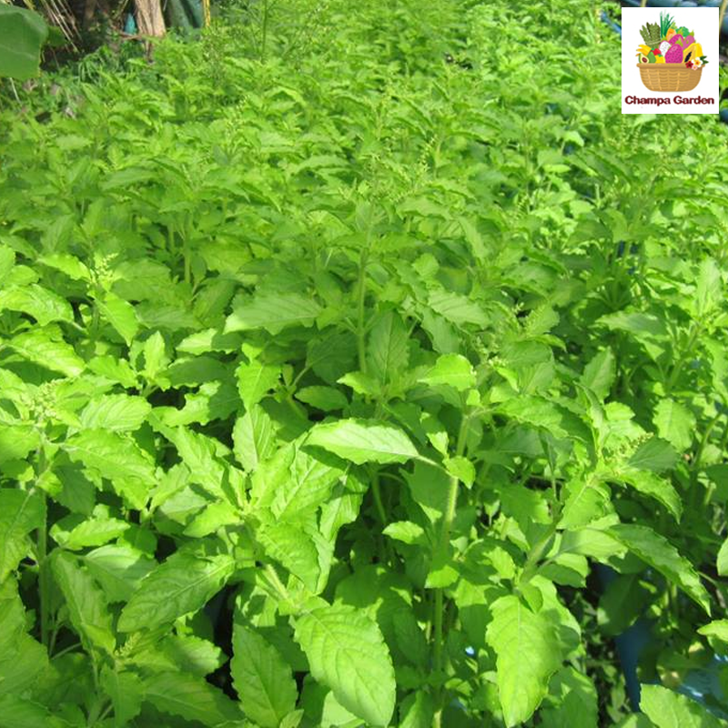 ໃບກະເພົາ Holy basil 50g pack (Barcode 50103224)