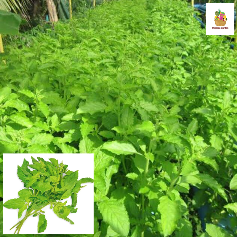 ໃບກະເພົາ Holy basil 50g pack (Barcode 50103224)
