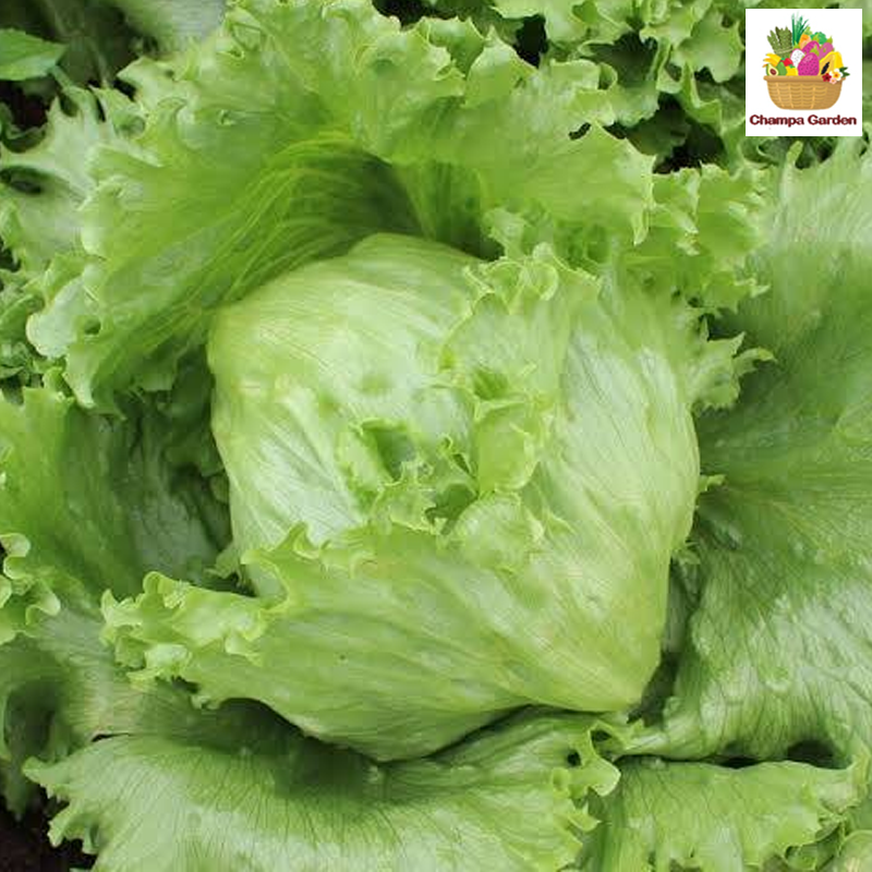 ສະລັດກອບແກ້ວ Iceberg Lettuce per piece ( Barcode 51045911 )