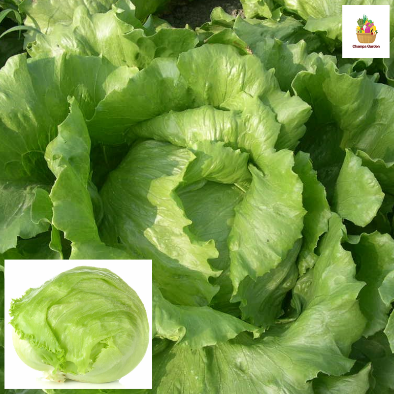 ສະລັດກອບແກ້ວ Iceberg Lettuce per piece ( Barcode 51045911 )