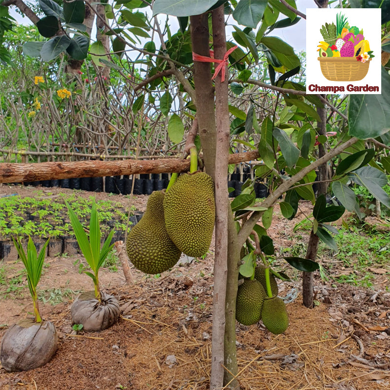 ໝາກມີ້ Organic Jack Fruit 500g (Barcode 501030183)