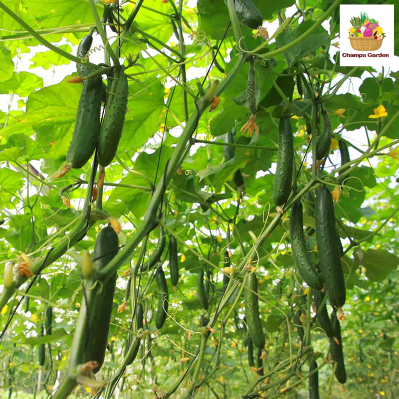 ໝາກແຕງຍີ່ປຸ່ນ Organic Japanese Cucumber per piece (Barcode 50103201)