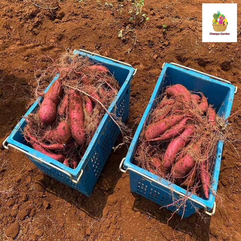ມັນດ້າງຍີ່ປຸ່ນ Japanese Sweet Potato 1kg pack (Barcode 50103186)