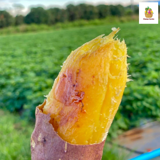 ມັນດ້າງຍີ່ປຸ່ນ Japanese Sweet Potato 1kg  pack  (Barcode 50103186)