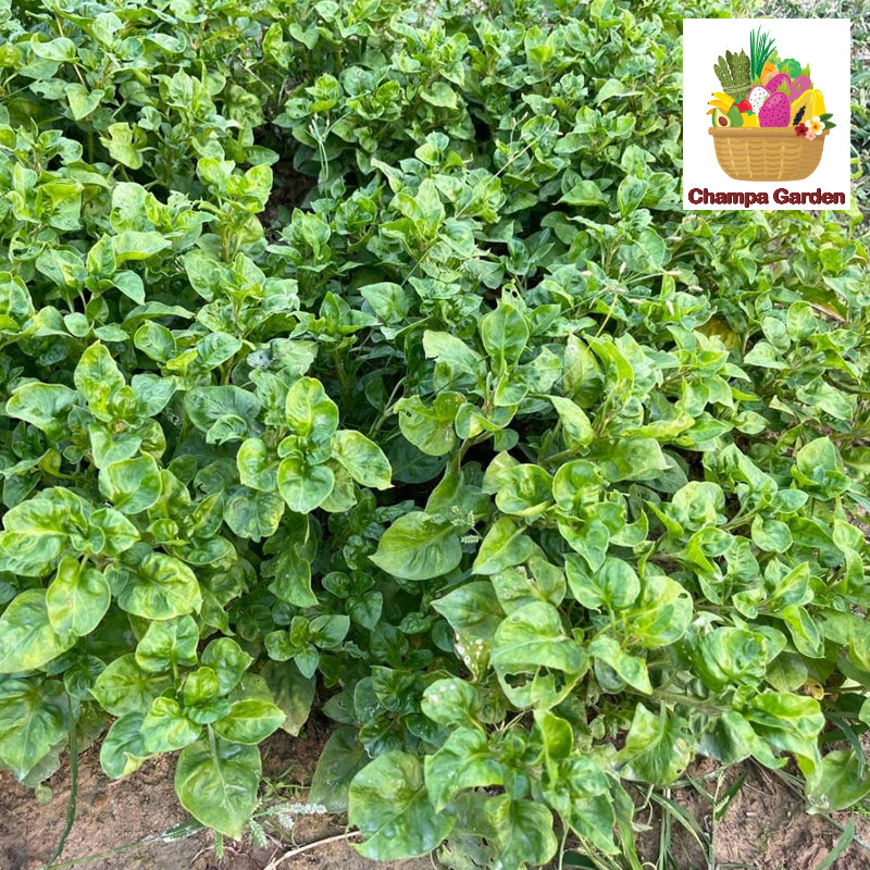 ຜັກຫົມບຣາຊິວ Organic Brazilian Spinach 100g pack (Barcode 50103091)