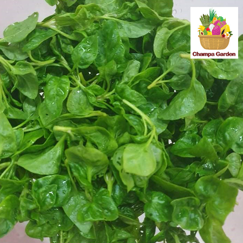 ຜັກຫົມບຣາຊິວ Organic Brazilian Spinach 100g pack (Barcode 50103091)