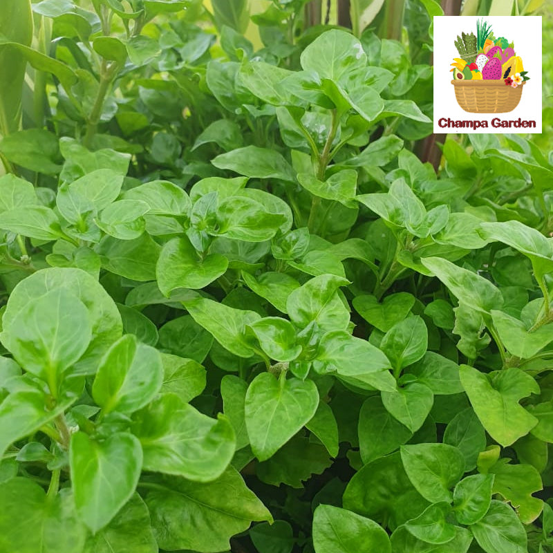 ຜັກຫົມບຣາຊິວ Organic Brazilian Spinach 100g pack (Barcode 50103091)