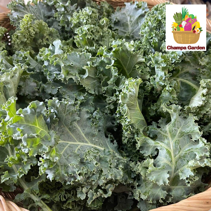 Organic Kale ຕໍ່ຖົງ 200g pack (Barcode 50103219)
