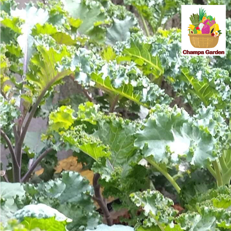 Organic Kale ຕໍ່ຖົງ 200g pack (Barcode 50103219)