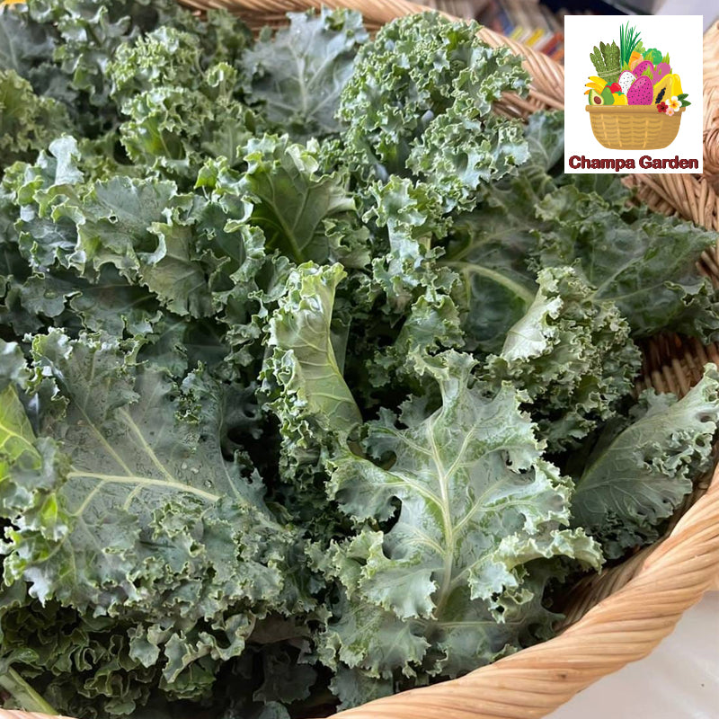 Organic Kale ຕໍ່ຖົງ 200g pack (Barcode 50103219)