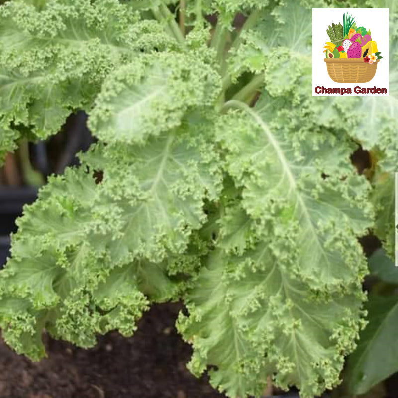 Organic Kale ຕໍ່ຖົງ 200g pack (Barcode 50103219)