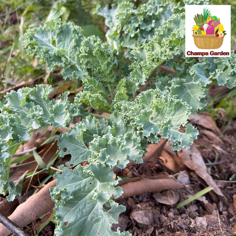 Organic Kale ຕໍ່ຖົງ 200g pack (Barcode 50103219)