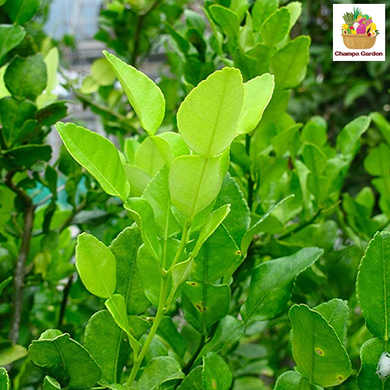ໃບຂີ້ຫູດ Kaffir leaves 50g pack (Barcode 50103110)