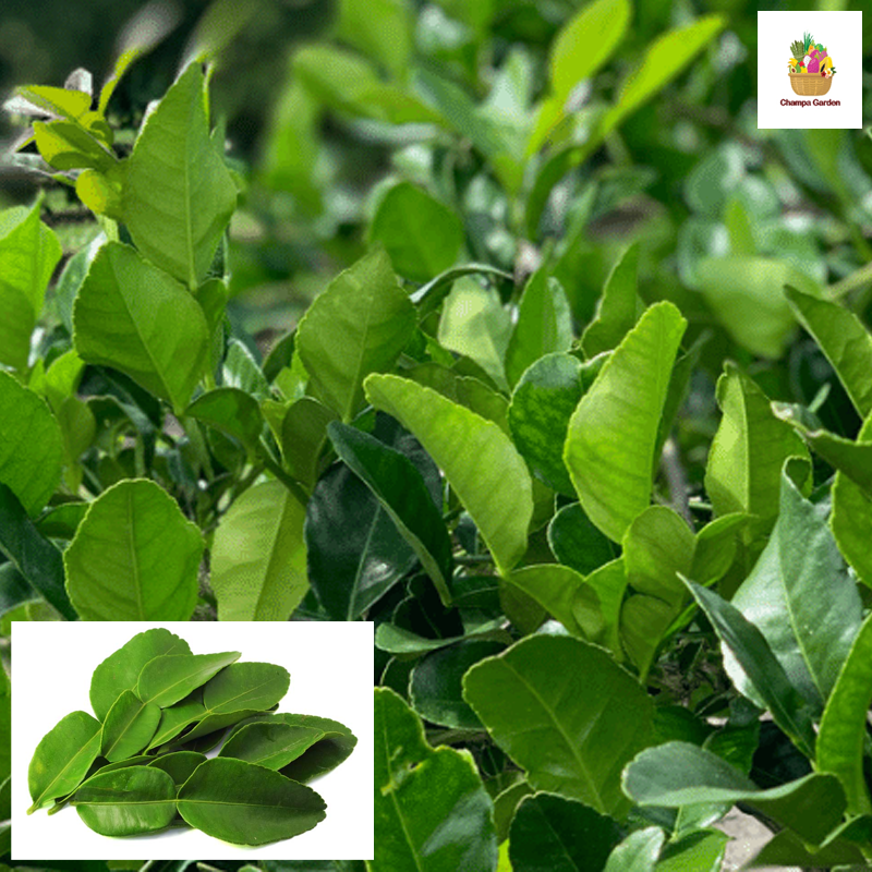 ໃບຂີ້ຫູດ Kaffir leaves 50g pack (Barcode 50103110)