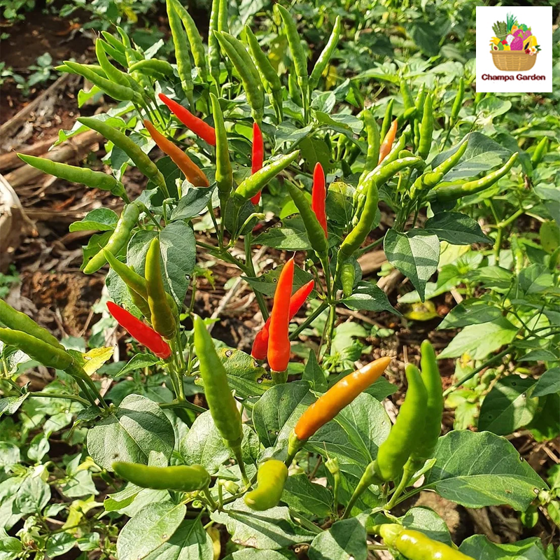 ໝາກເຜັດລາວ Lao Chilli 100g pack ( Barcode 50103135 )