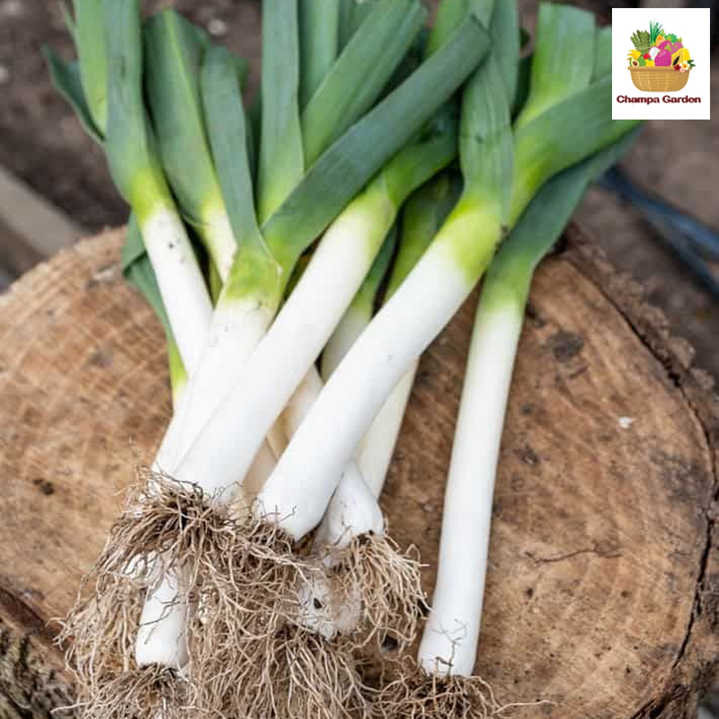 ຜັກບົ່ວຍີ່ປຸ່ນ Leek per piece ( Barcode 50103203 )