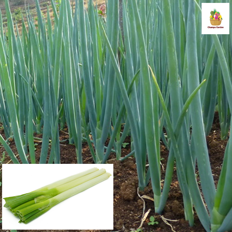 ຜັກບົ່ວຍີ່ປຸ່ນ Leek per piece ( Barcode 50103203 )