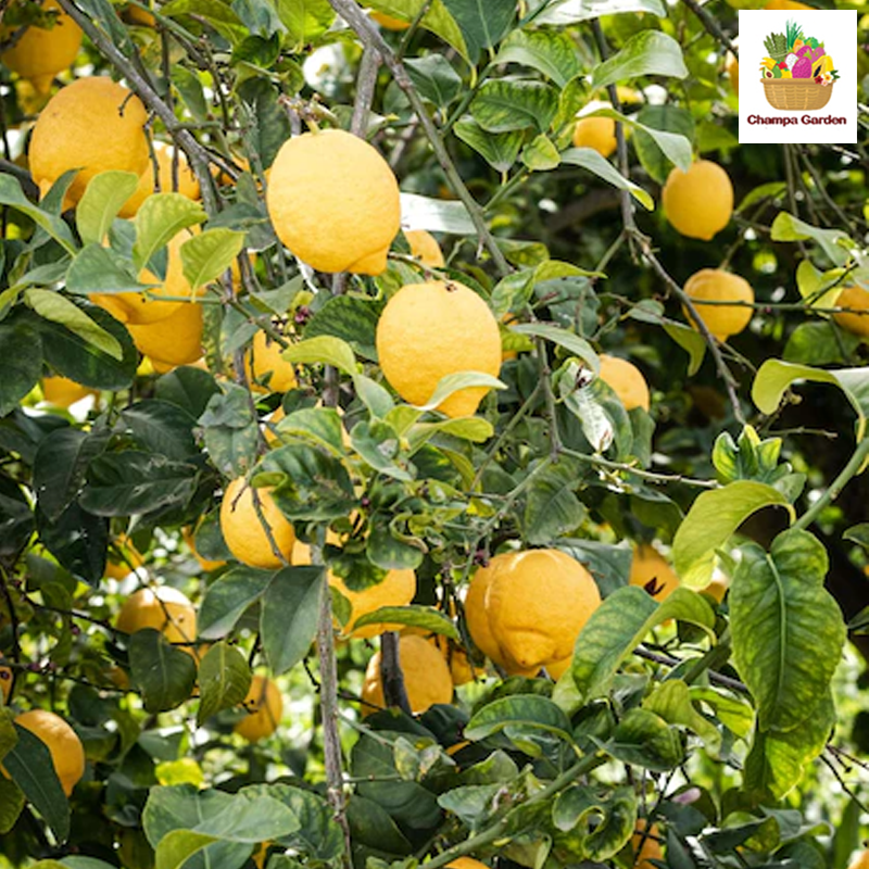 ໝາກນາວເຫລືອງ Yellow Lemon 2pcs (Barcode 50103210)