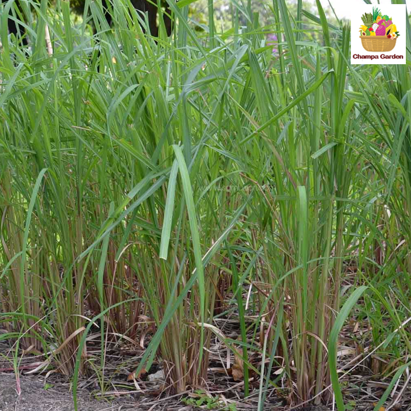 ຫົວສິງໄຄ Lemongrass 100g pack ( Barcode 50103108 )