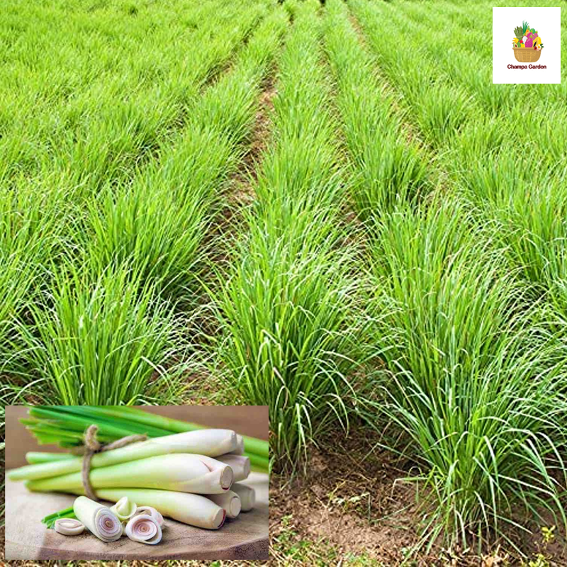 ຫົວສິງໄຄ Lemongrass 100g pack ( Barcode 50103108 )