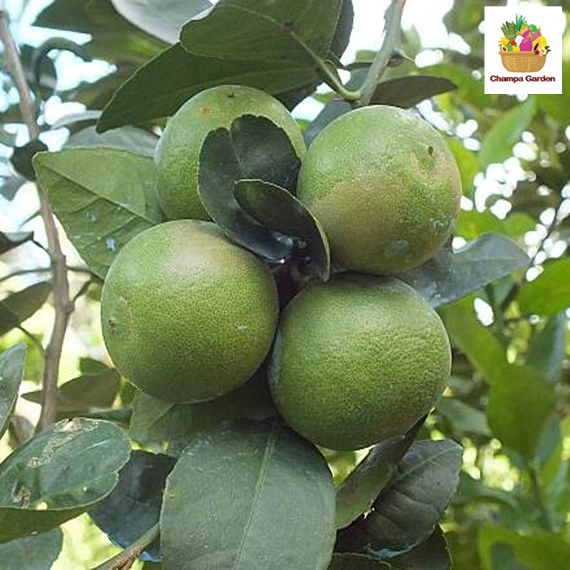 ໝາກນາວ Limes 200g pack (Barcode 50103105)