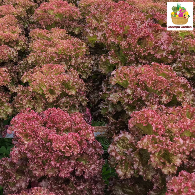 ສະລັດຍໍ່ສີມ້ວງ Red Coral lettuce per 200g pack ( Barcode 50103115)