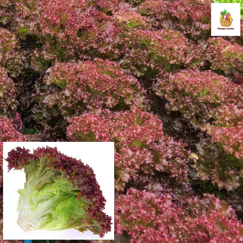 ສະລັດຍໍ່ສີມ້ວງ Red Coral lettuce per 200g pack ( Barcode 50103115)
