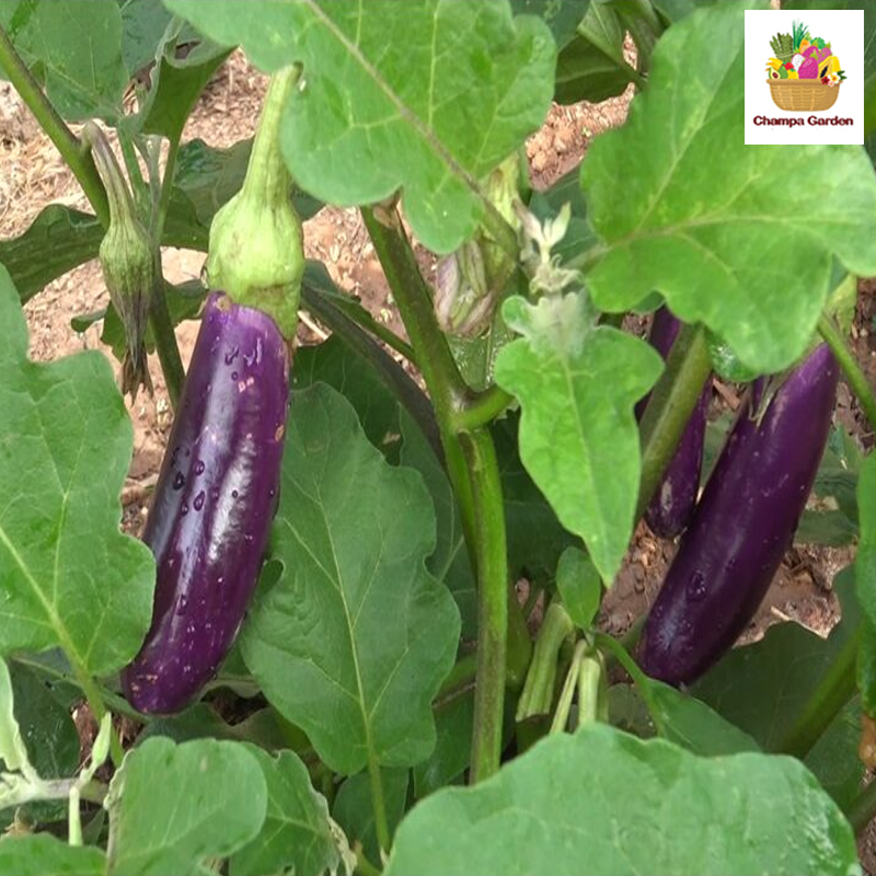 ໝາກເຂືອມ້ວງໃຫ່ຍຍາວ Purple Eggplant per piece (Barcode 50103093)