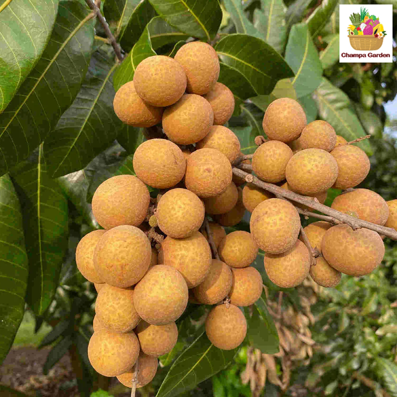 ໝາກລຳໄຍ Longan 500g pack (Barcode 501030185)