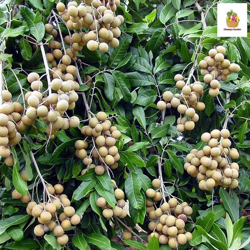 ໝາກລຳໄຍ Longan 500g pack (Barcode 501030185)