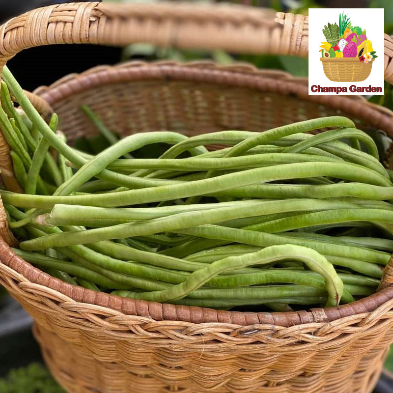 ໝາກຖົ່ວຍາວ Organic Long Beans 100g pack (Barcode 50103096)
