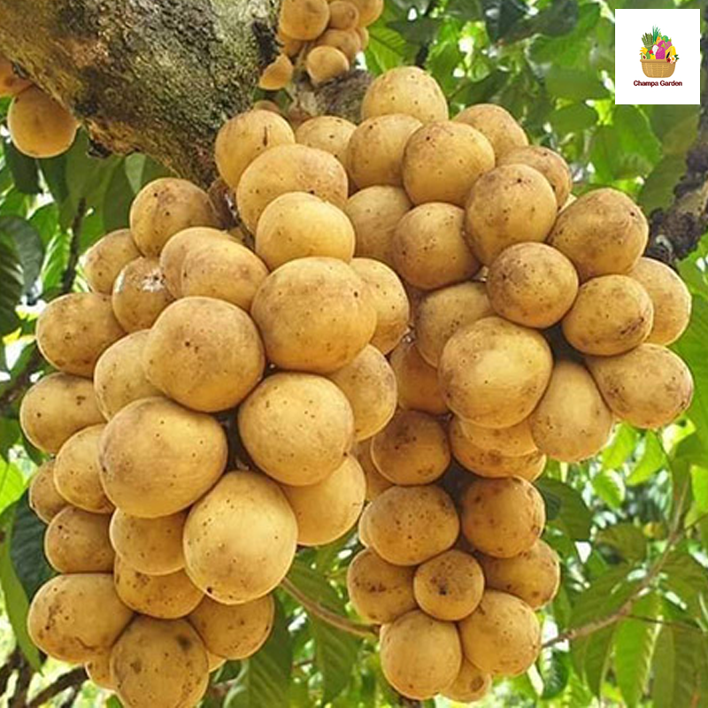 ໝາກລອງກອງ Longkong 500g pack (Barcode501030188)