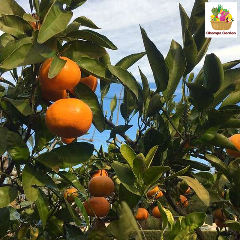 ໝາກກ້ຽງ ແມນດາລີນ Mandarin Orange pack of 4 pieces (Barcode 22401815)