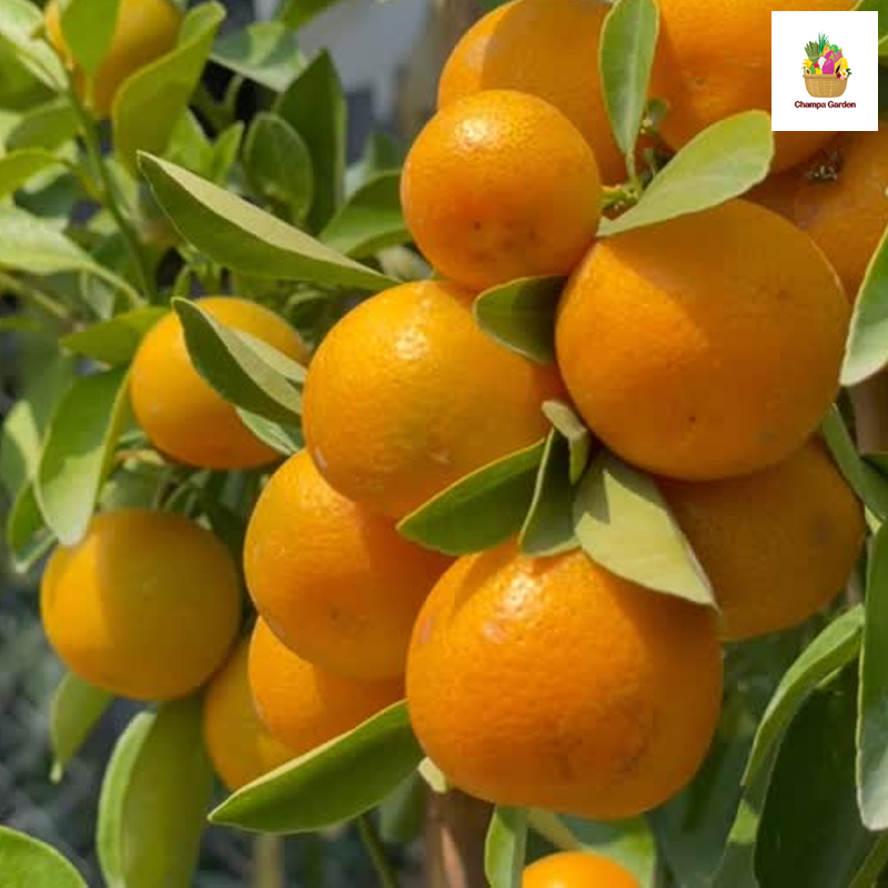 ໝາກກ້ຽງ ແມນດາລີນ Mandarin Orange pack of 4 pieces (Barcode 22401815)