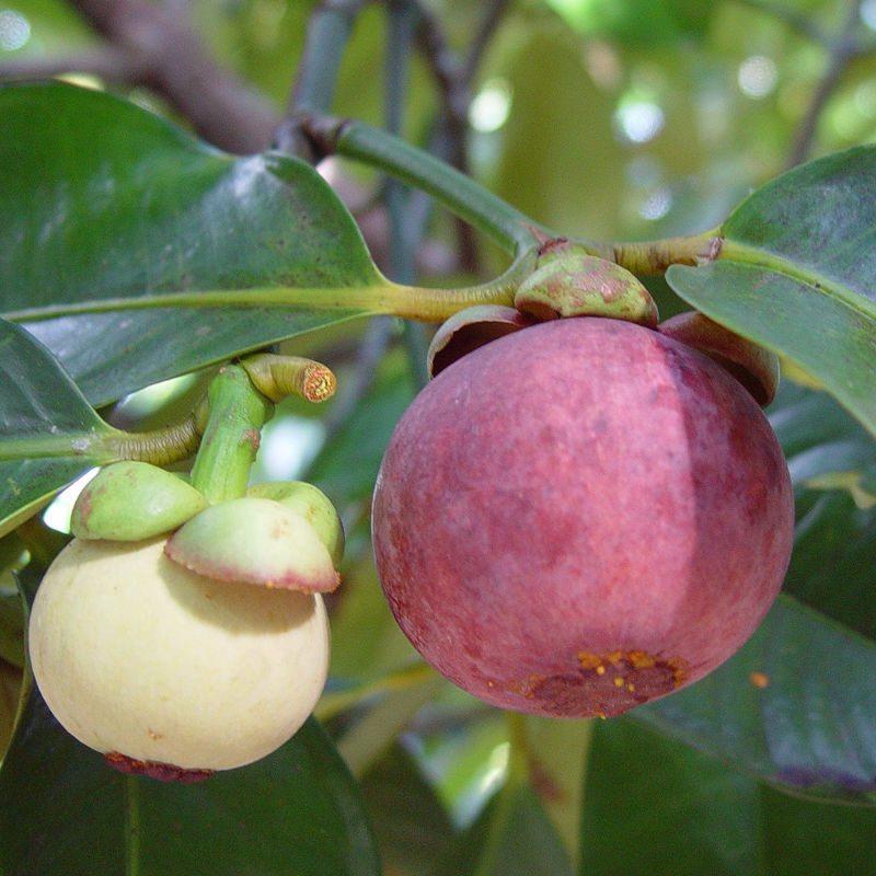 ໝາກມັງຄຸດ Mangosteen pack 500g (Barcode 501030187)